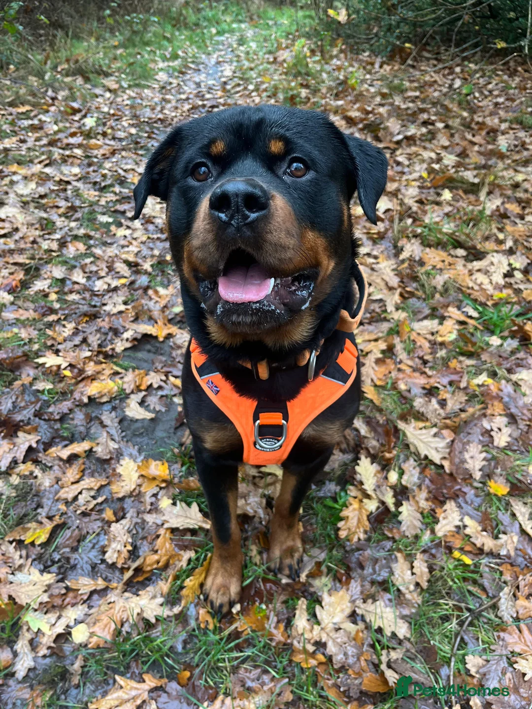Rottweiler dogs for sale: Rotty looking for loving home (1.5yr old male) - Advert 4