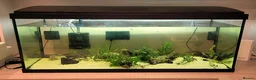 Axolotl reptiles for sale: Axolotls - 2 males and full tank set up in Kilmarnock - Advert 3
