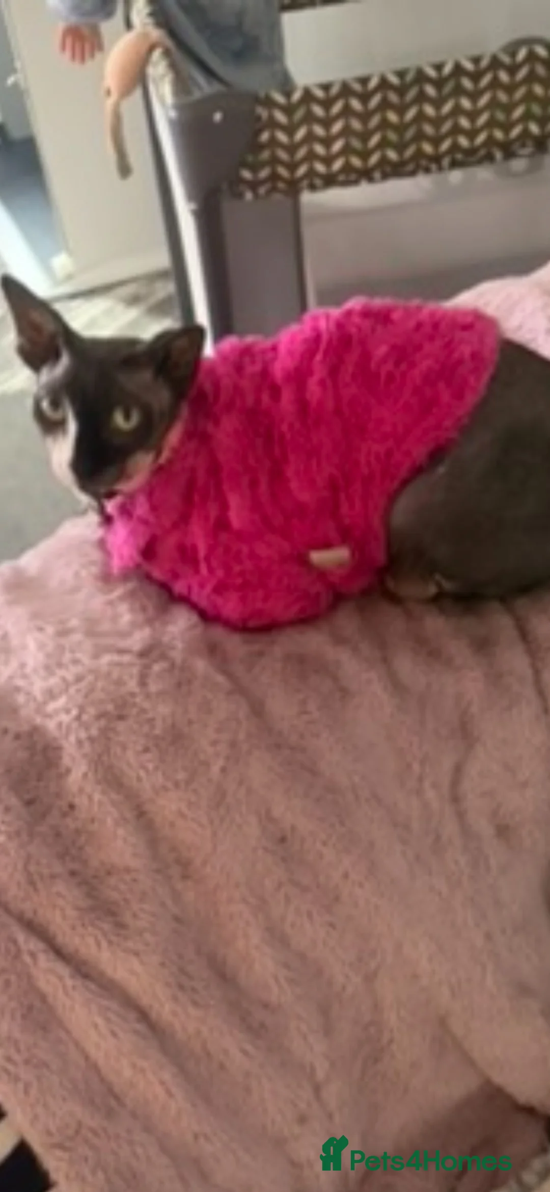 Sphynx cats for sale: Sphynx donskoy - Advert 2