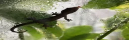 Gecko reptiles for sale: Mourning gecko hatchlings - Advert 26