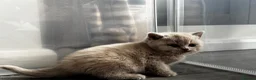 British Shorthair cats for sale: Beautiful British Shorthair Kittens - Advert 21