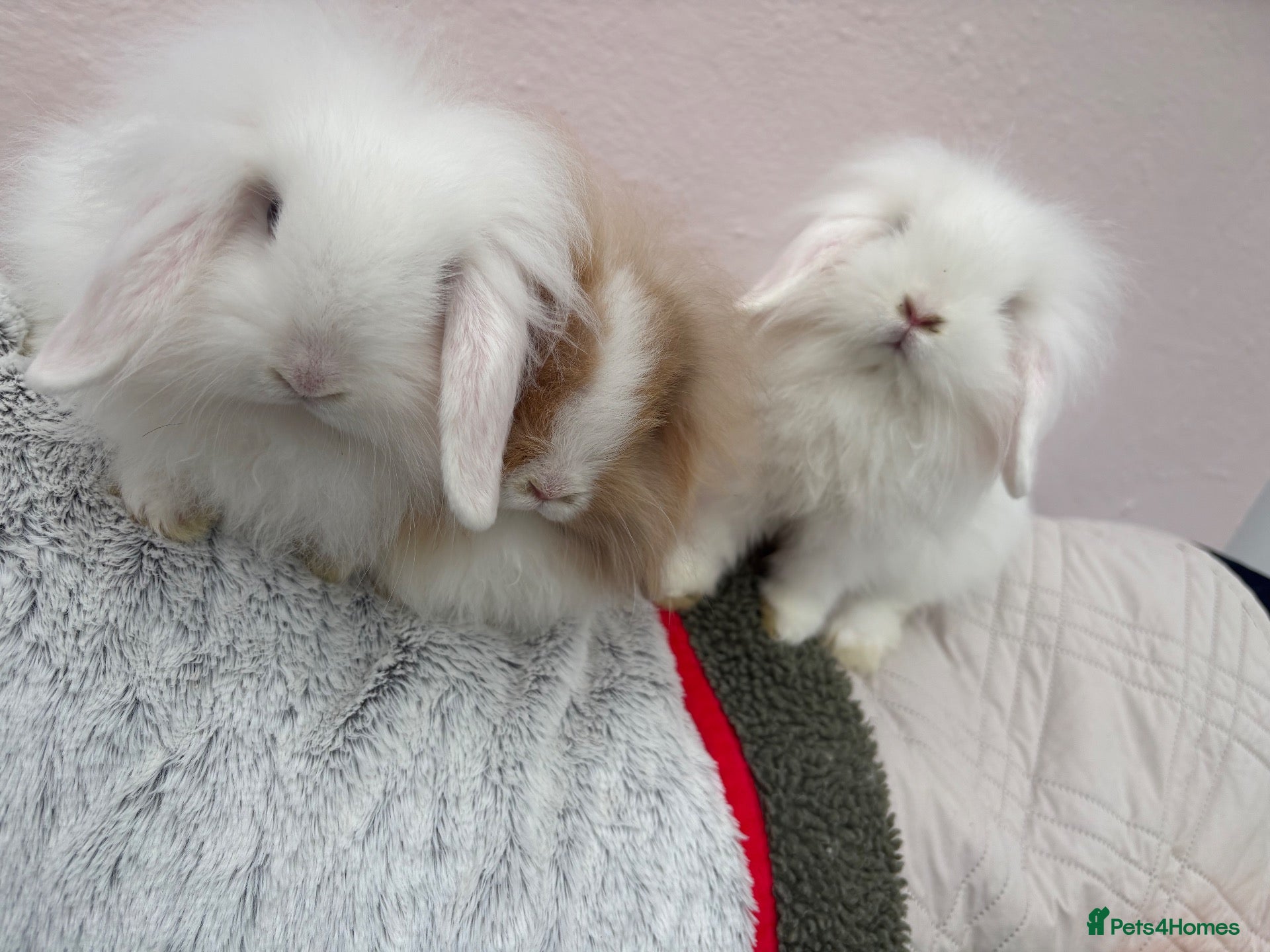 Mini Lop rabbits Mini lops-raised indoors-vaccinated  - Advert 2