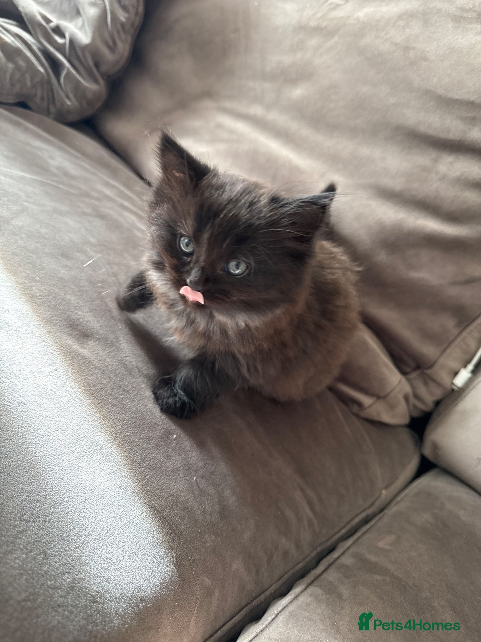 Mixed Breed cats Fluffy kittens looking for a loving home  - Advert 1