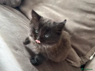 Mixed Breed cats Fluffy kittens looking for a loving home - Advert 13