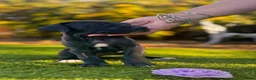 Great Dane dogs for sale: Stunning KC Registered champion bloodline Puppies - Advert 5