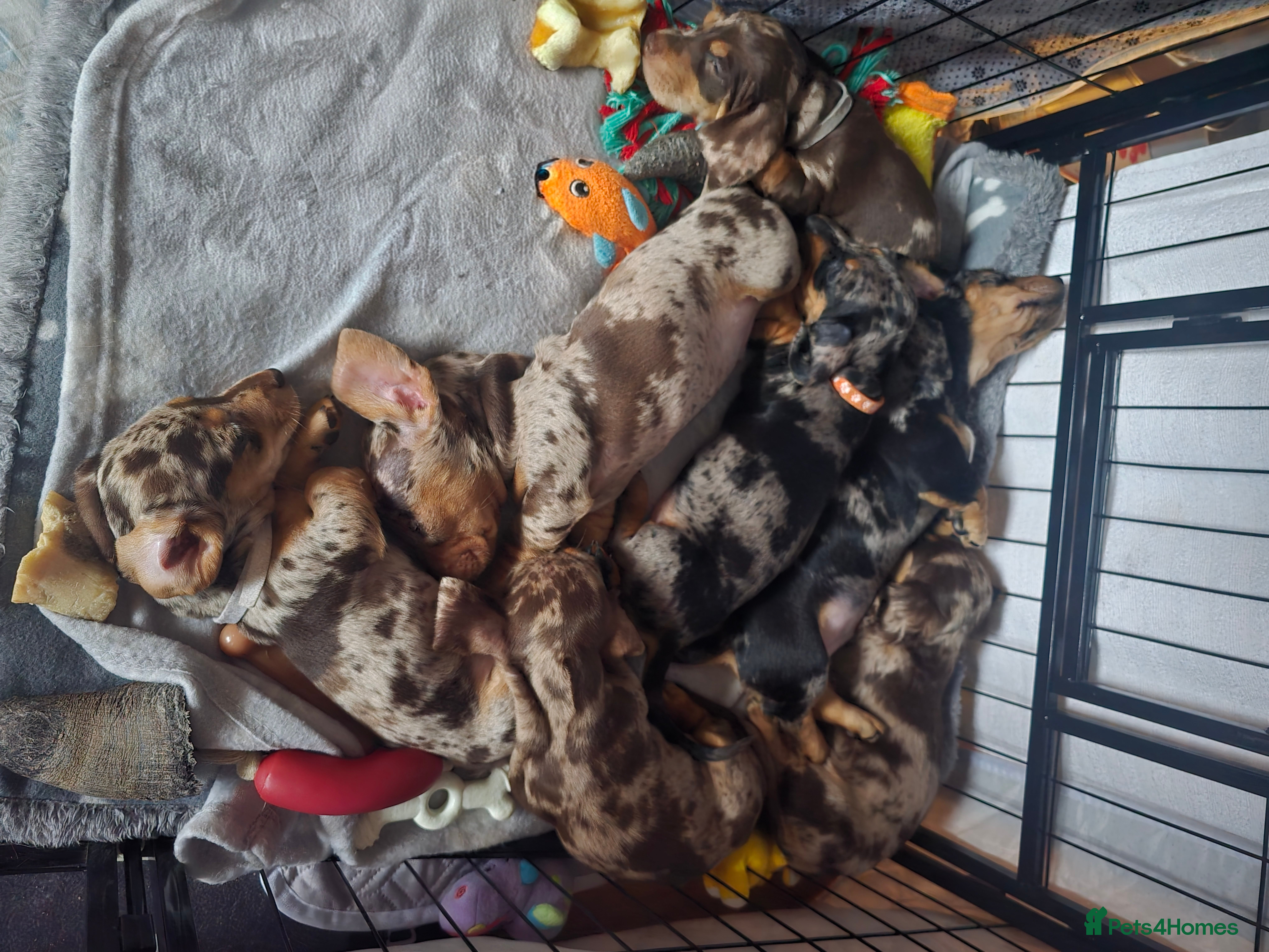 Miniature Dachshund dogs Adorable Miniature Dachshunds KC Registered Pups - Advert 17