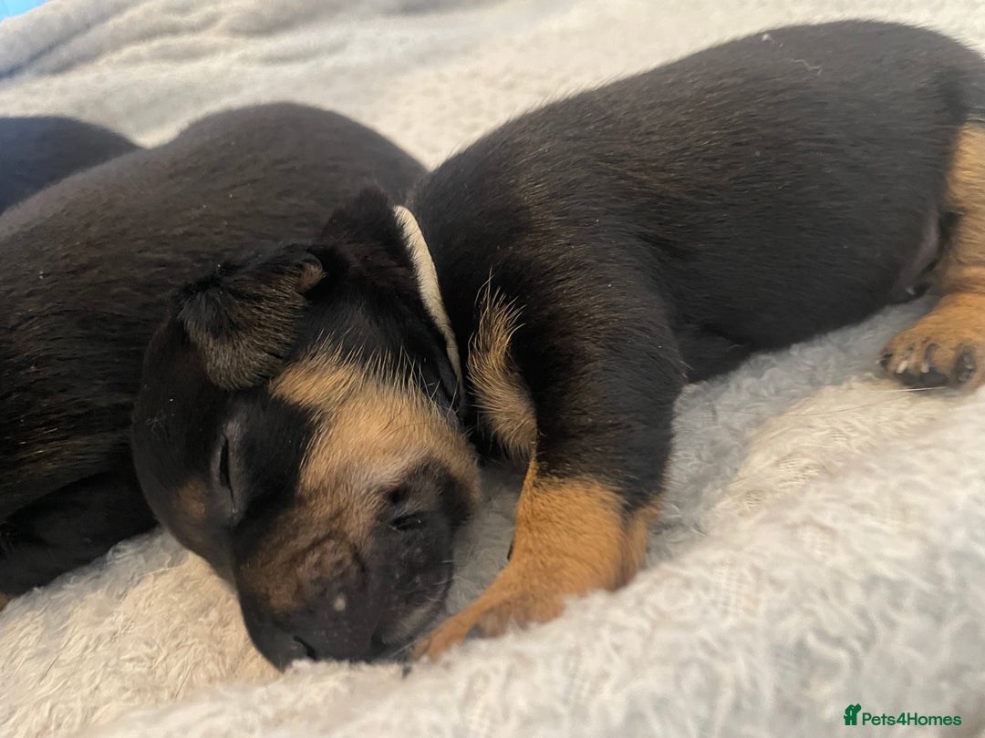 Jack Russell dogs for sale: Jack Russell Puppies - Advert 3