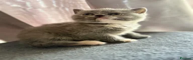 British Shorthair 1