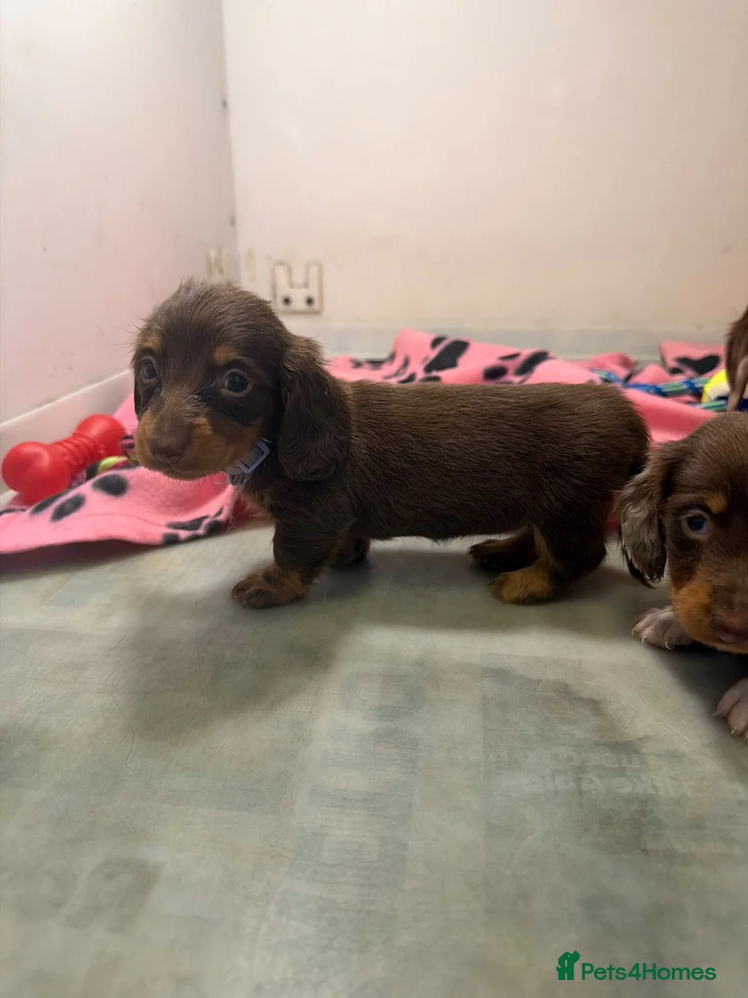 Miniature Dachshund dogs for sale: Miniature dachshund  - Advert 12