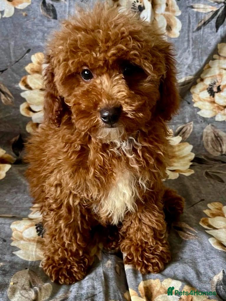 Cavapoo dogs TEDDY BEAR CAVAPOO PUPPIES READY TO LEAVE!  - Advert 6