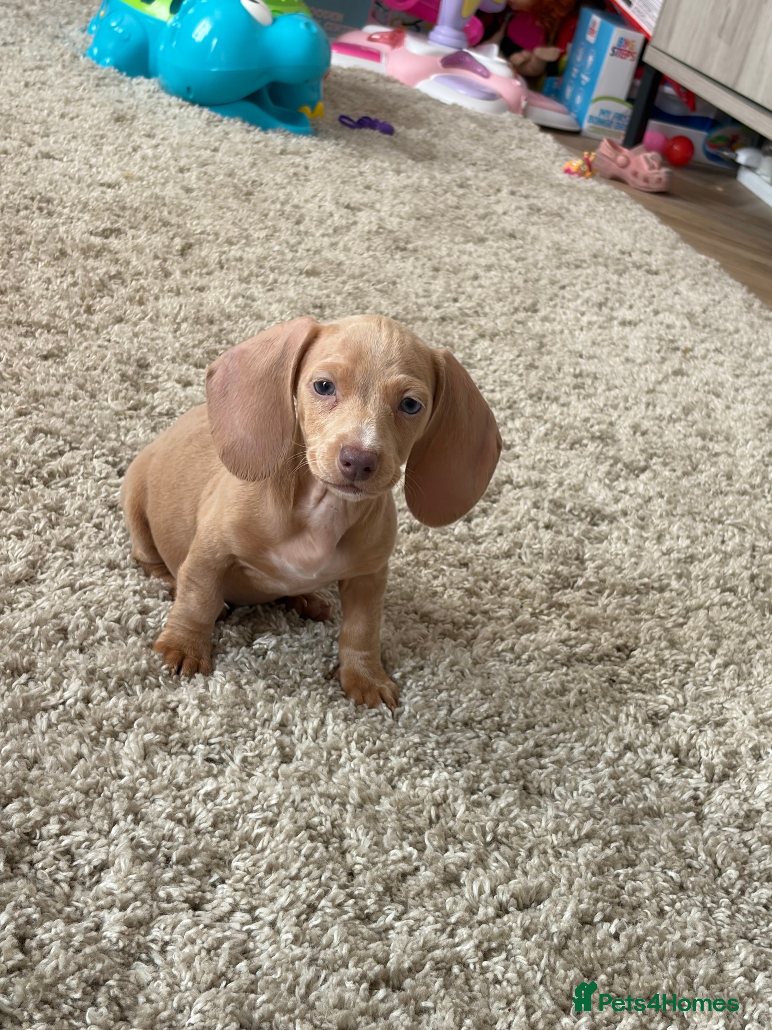 Dachshund dogs Beautiful dashound puppy’s  - Advert 2