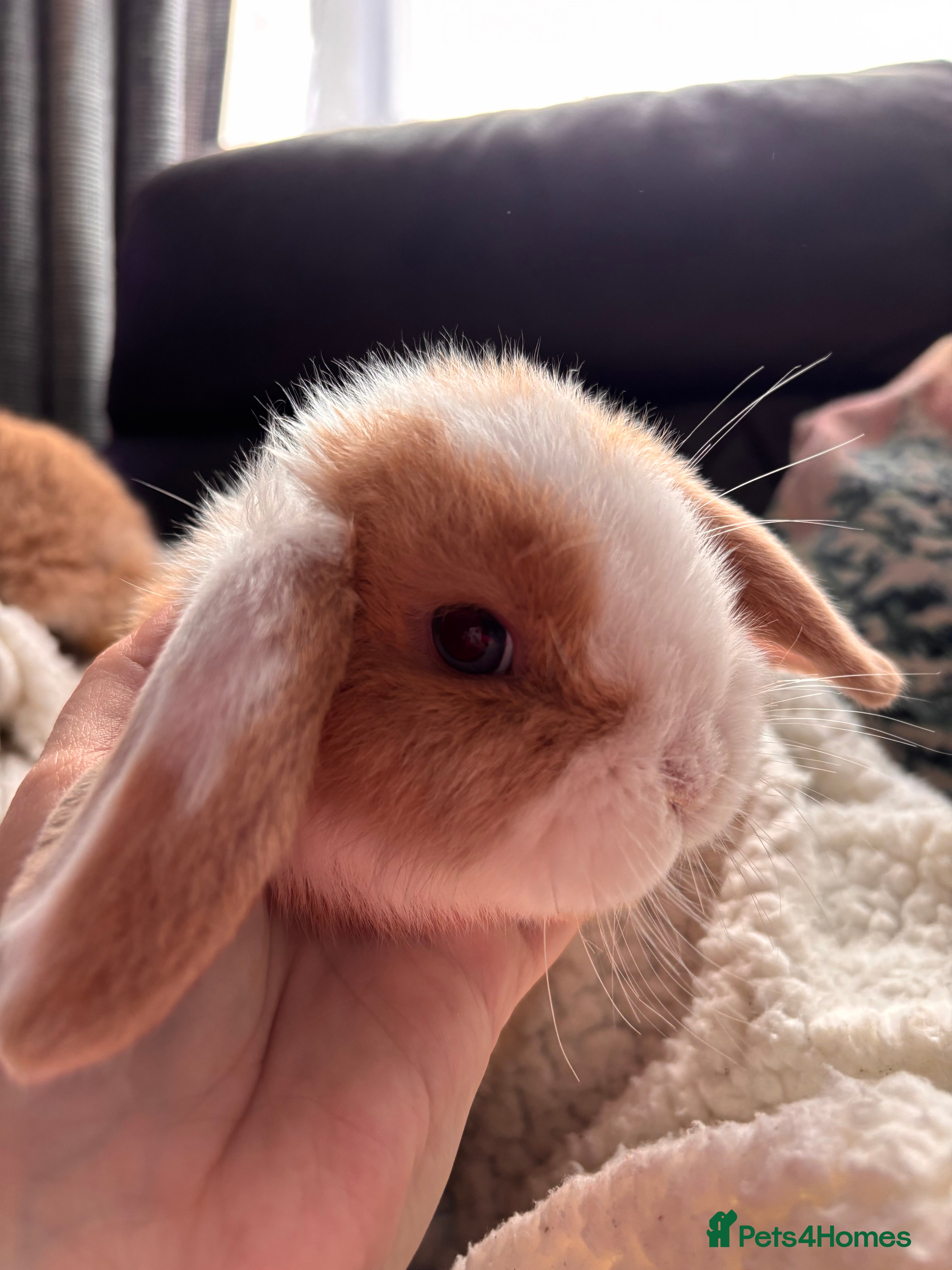 Mini Lop rabbits purebred Mini Lops  - Advert 13
