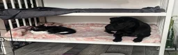 Mixed Breed cats for sale: 3 cuddly kittens for rehome - Advert 14