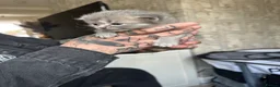 Perdoll cats for sale: Persian babies  in Doncaster - Advert 8