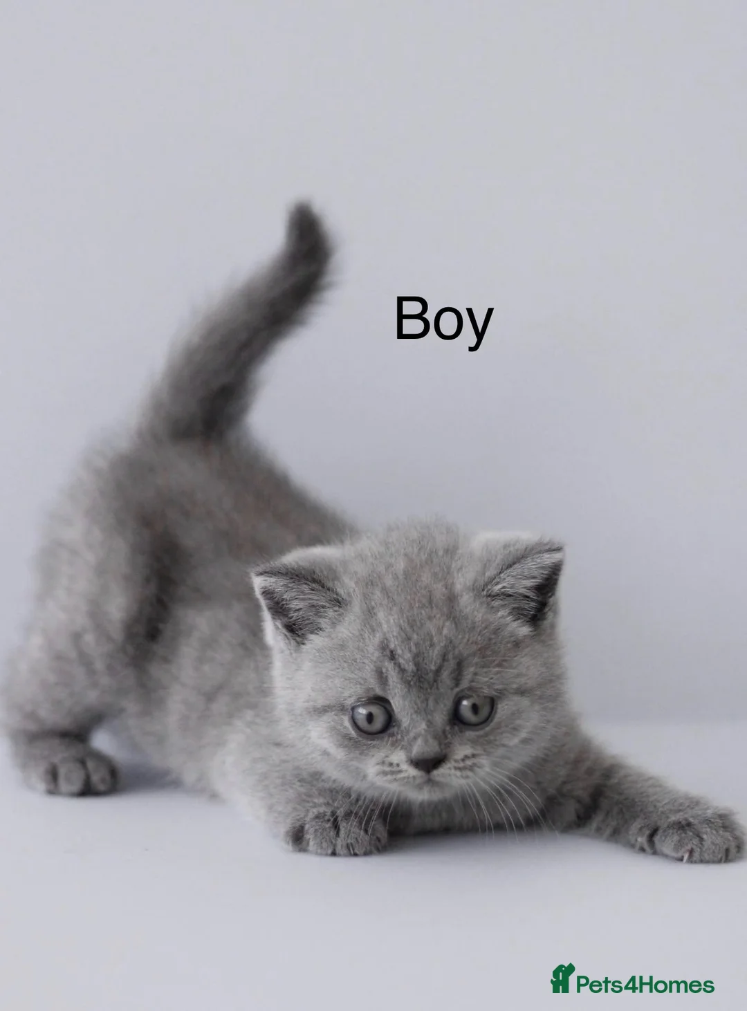 British Shorthair cats for sale: British shorthair kittens  - Advert 10