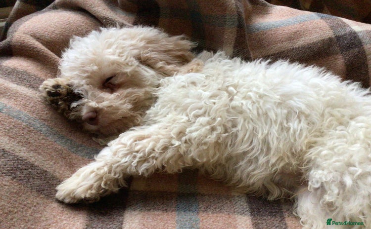 Lagotto Romagnolo dogs - Advert 3