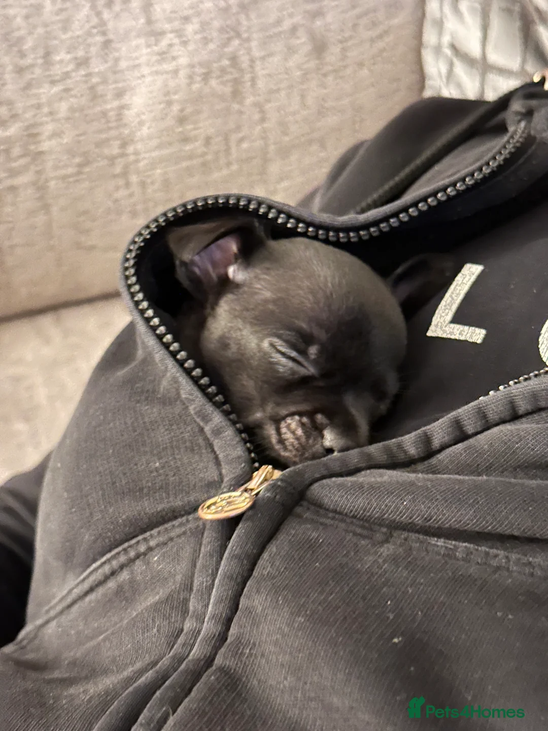 Chihuahua dogs for sale: Black chihuahua boy  - Advert 6