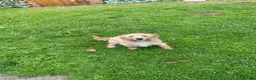 Mixed Breed dogs for sale: 2 year old girl needs a new loving home  in Maidstone - Advert 4