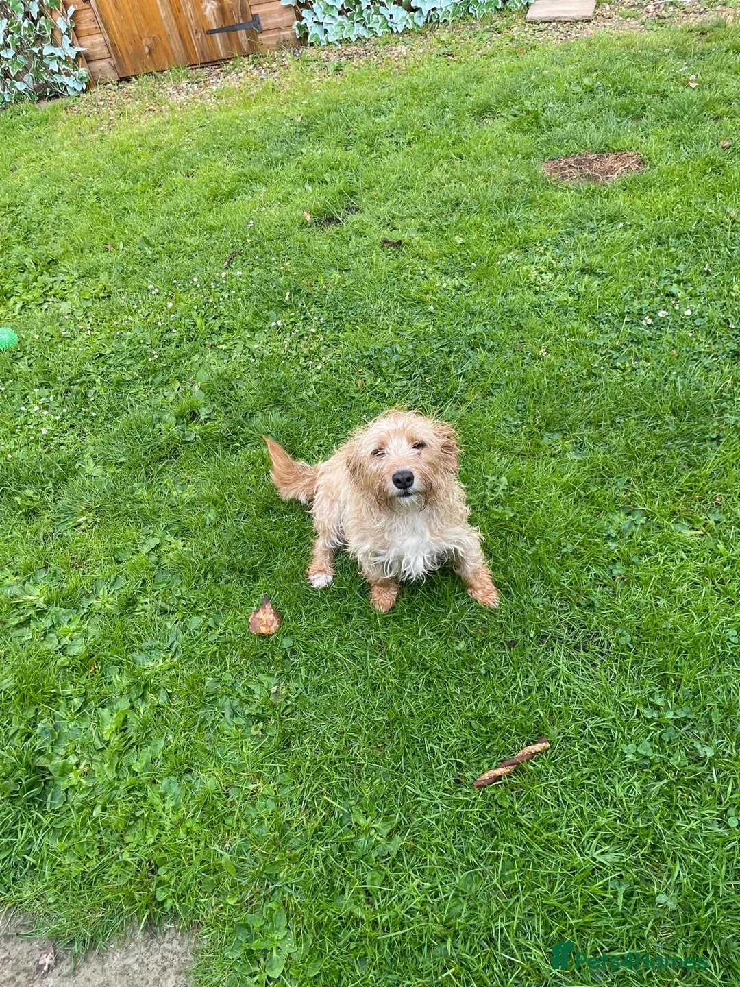 Mixed Breed dogs for sale: 2 year old girl needs a new loving home  in Maidstone - Advert 4