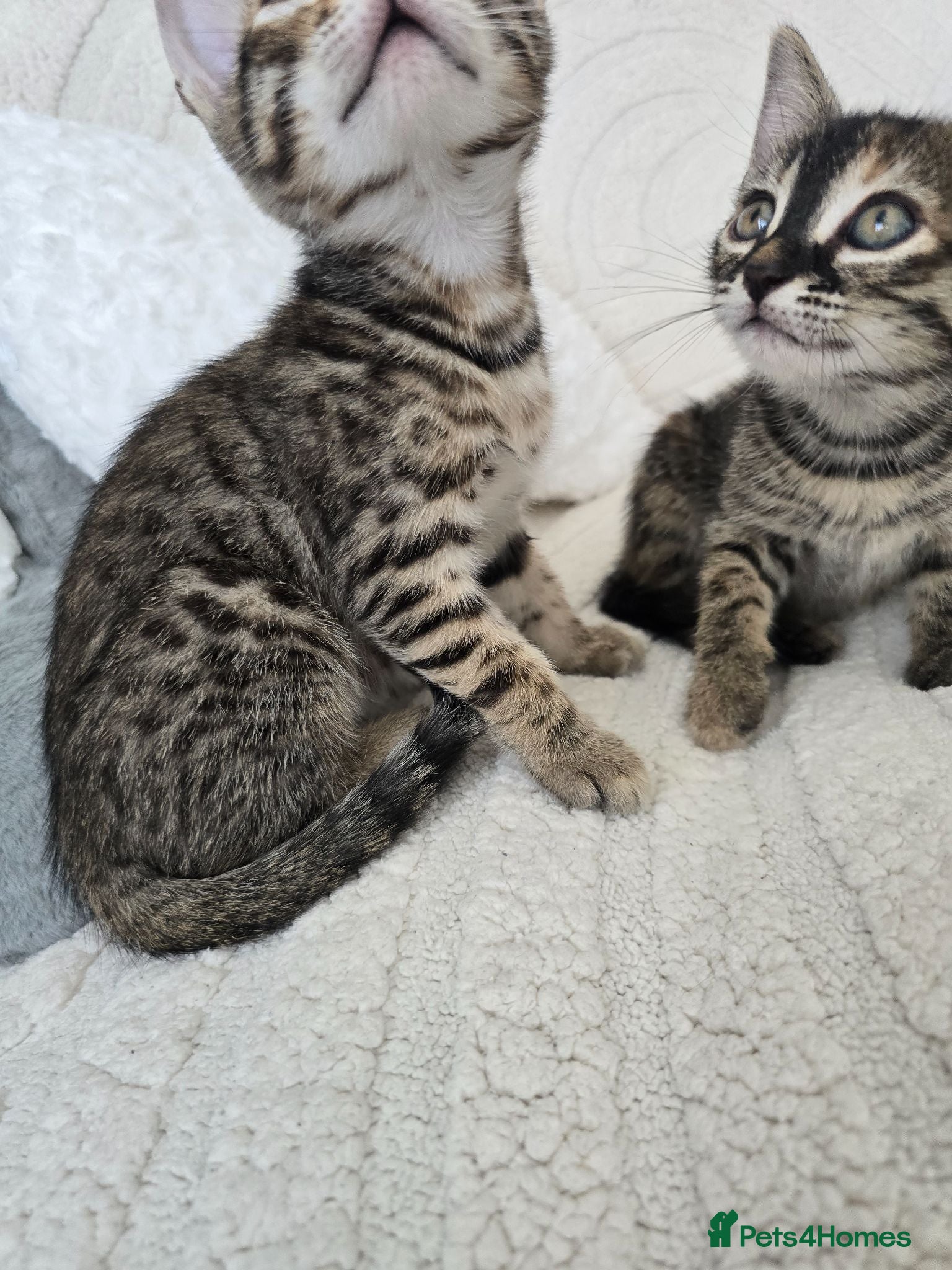 Bengal cats Bengal cross kittens - Advert 1