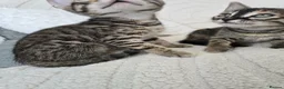 Bengal cats for sale: Bengal cross kittens - Advert 4
