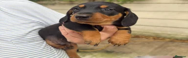 Dachshund 1