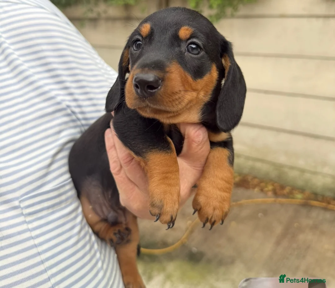 Dachshund dogs for sale: 3 Beautiful Dachshunds in Leeds - Advert 2