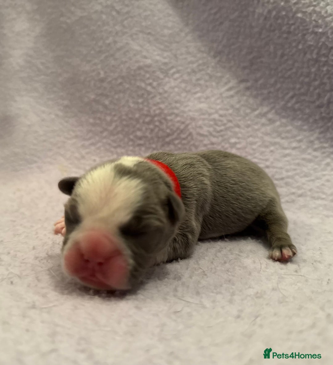 French Bulldog dogs for sale: Beautiful KC registered French Bulldog puppies - Advert 8