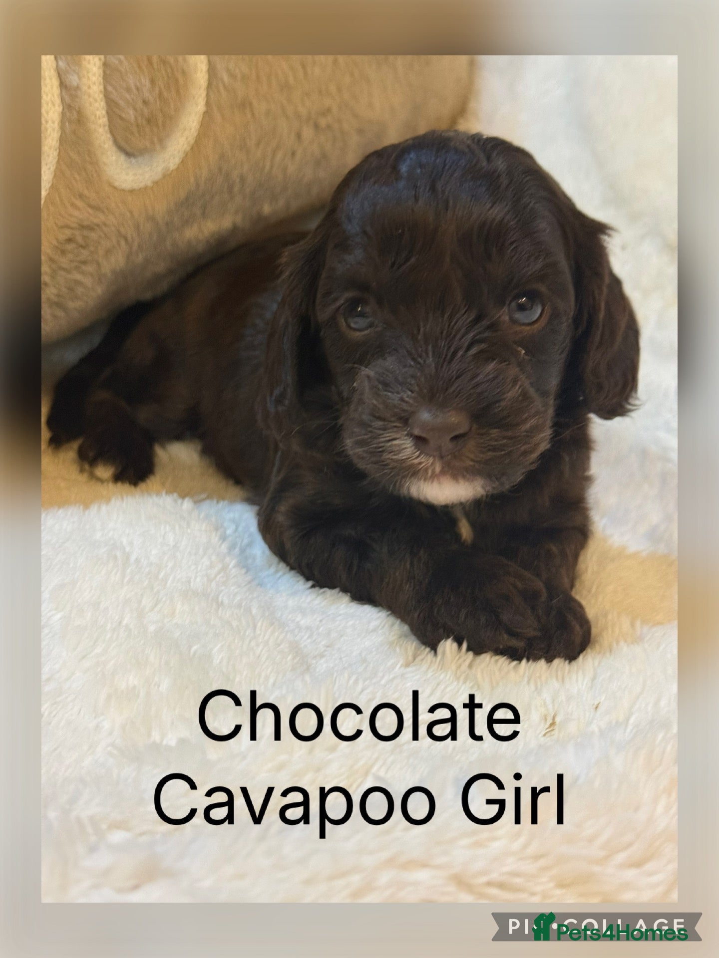 Cavapoo dogs Stunning Choc & Tan Cavapoo’s  - Advert 2