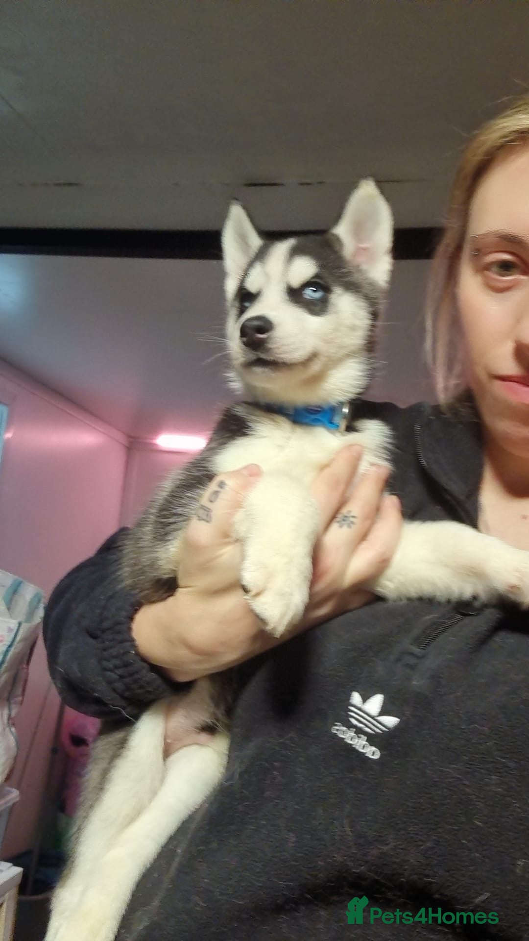 Siberian Husky dogs for sale: Siberian husky boys  - Advert 24