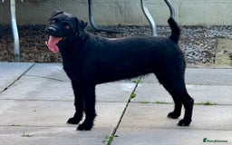 Patterdale Terrier dogs for sale: Patterdale terrier rehoming - Image 1