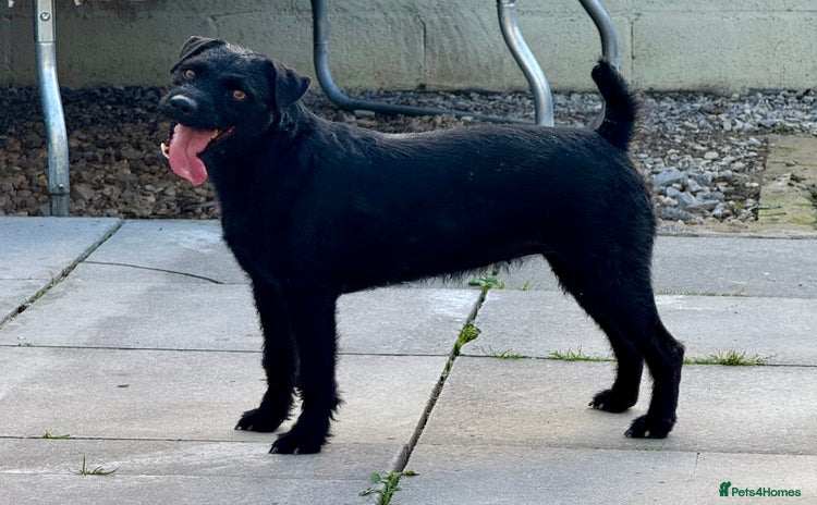 Patterdale Terrier dogs - Advert 1