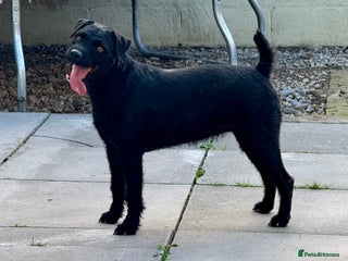 Patterdale Terrier dogs - Advert 9