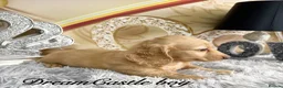 Miniature Dachshund dogs for sale: Ready to leave Kc long coat cream puppies  - Advert 22
