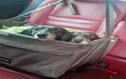 Dachshund dogs for adoption: 💖🐶 ROBIN AND MOCHI 🐶💖 - Advert 6