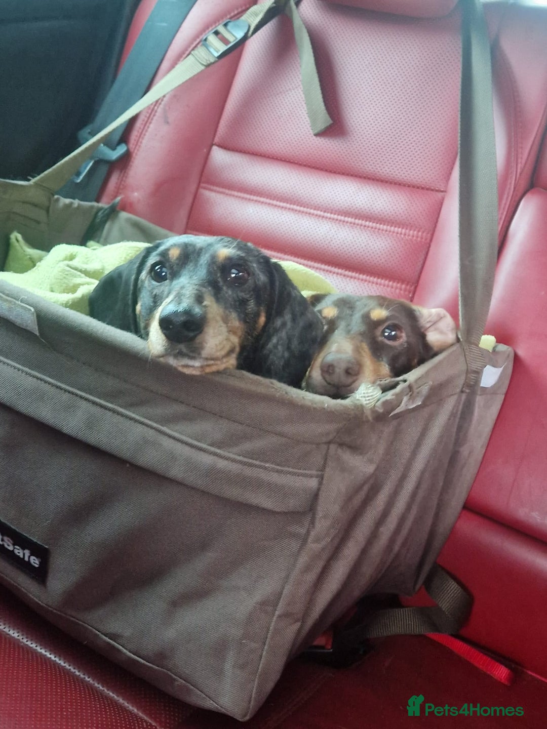 Dachshund dogs for adoption: 💖🐶 ROBIN AND MOCHI 🐶💖 - Advert 6