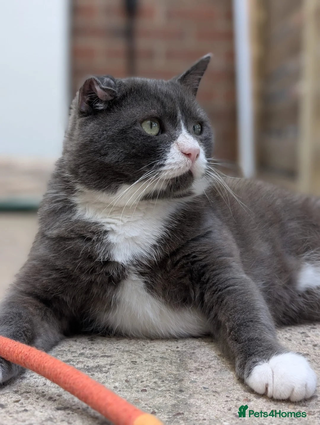 British Shorthair cats for sale: Handsome Harry  - Advert 2