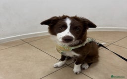 Border Collie dogs for sale: Red border collie puppy  - Image 6