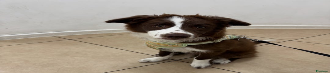 Border Collie Puppy 1