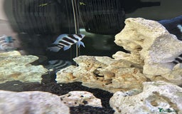 Cichlids fish for sale: 1stGen Tank Bred Frontosa Blue Zaire Moba  - Image 11