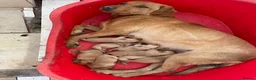 Labrador Retriever dogs for sale: Outstanding litter of fox red Labrador puppies  in Durham - Advert 3