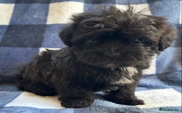 Maltipoo dogs for sale: Stunning Maltipoo Puppies ⭐️ DNA Tested ⭐️ - Image 22