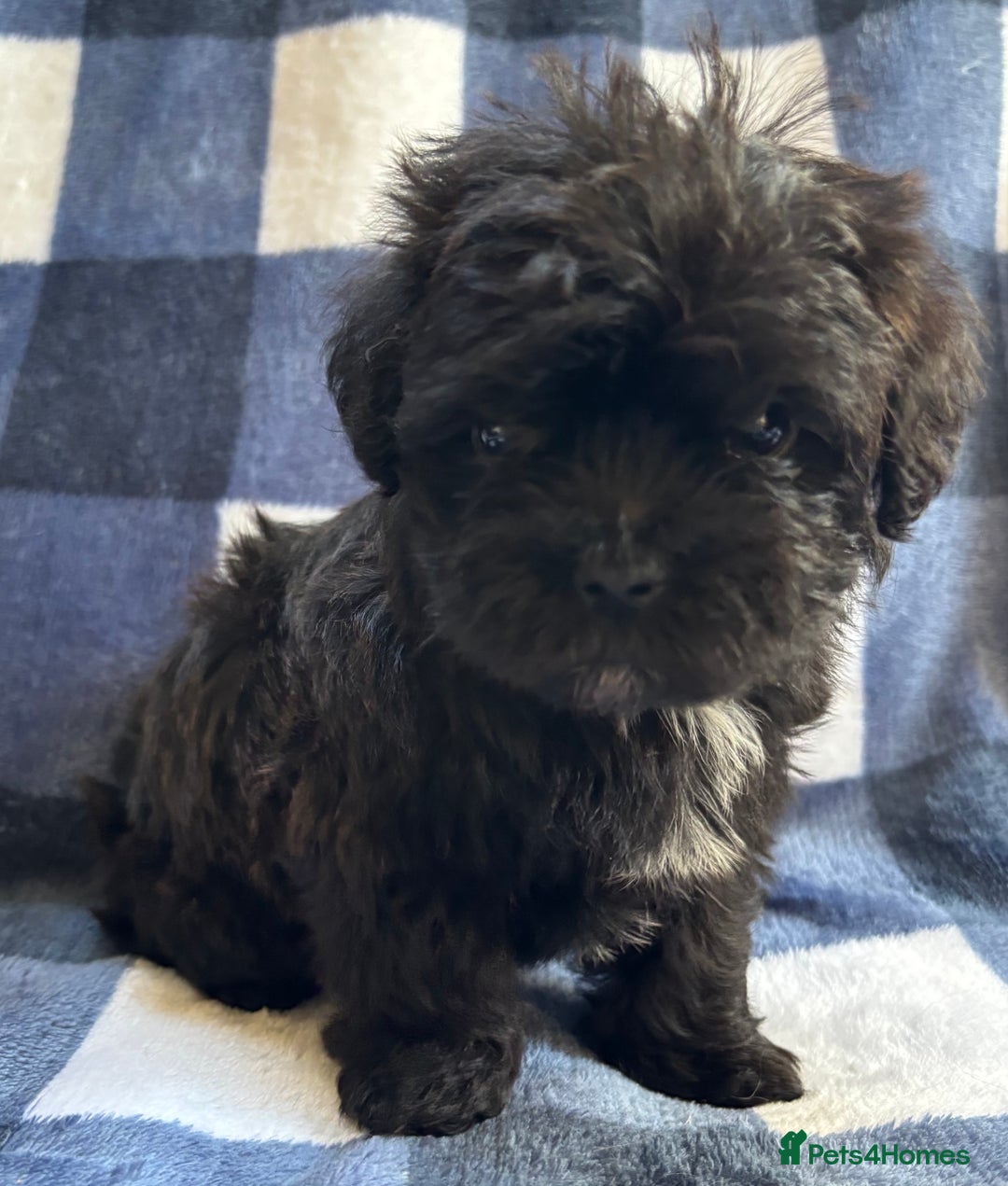 Maltipoo dogs for sale: Stunning Maltipoo Puppies ⭐️ DNA Tested ⭐️ - Image 22