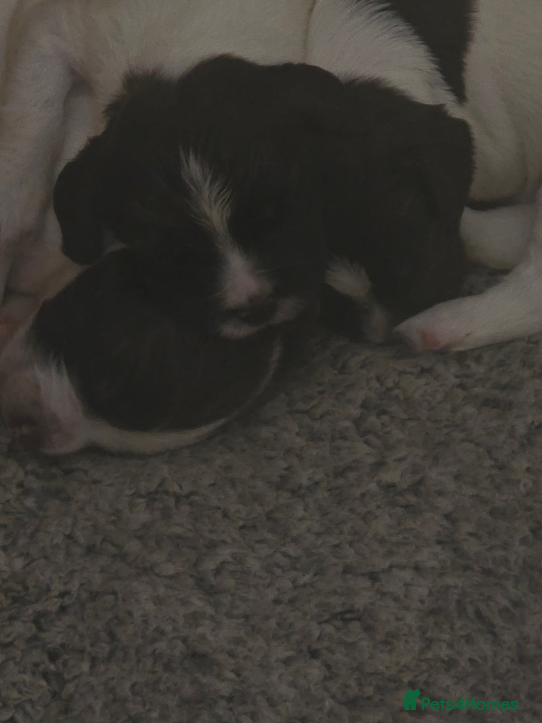 English Springer Spaniel dogs for sale: English Springer Spaniel liver & white pups - Advert 8