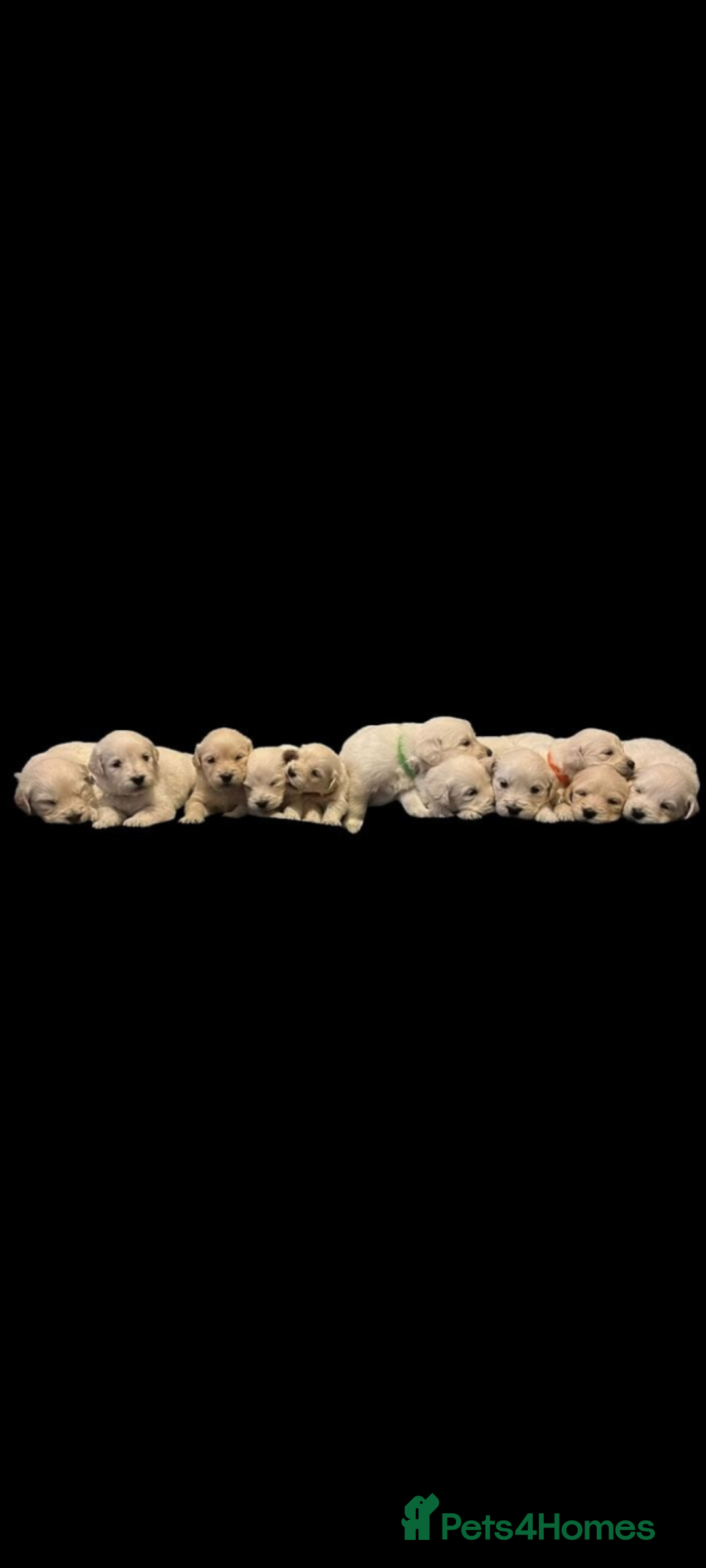 Golden Retriever dogs for sale: Golden retriever puppies for sale  - Advert 3