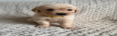 Golden Retriever 4