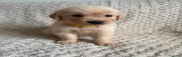 Golden Retriever dogs for sale: Golden Retriever Puppies  in Templecombe - Advert 5