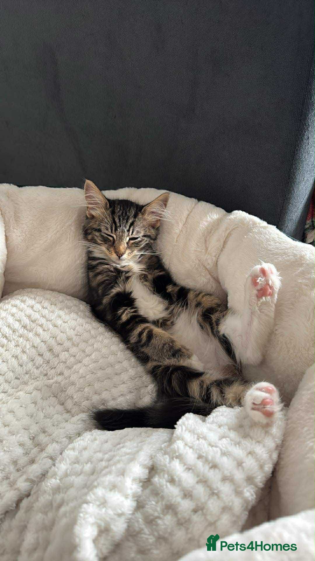 Mixed Breed cats for sale: Cat 5 month old  - Advert 2