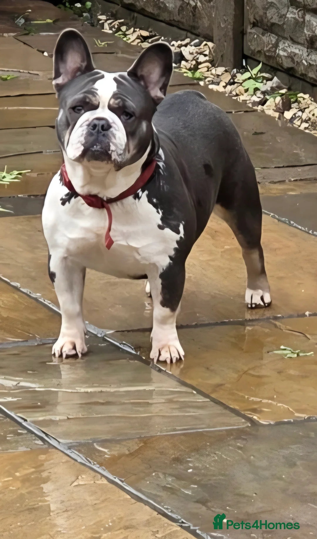 French Bulldog dogs for sale: Blue, Blue Merle and Blue Koi French Bulldog Pups  - Advert 2