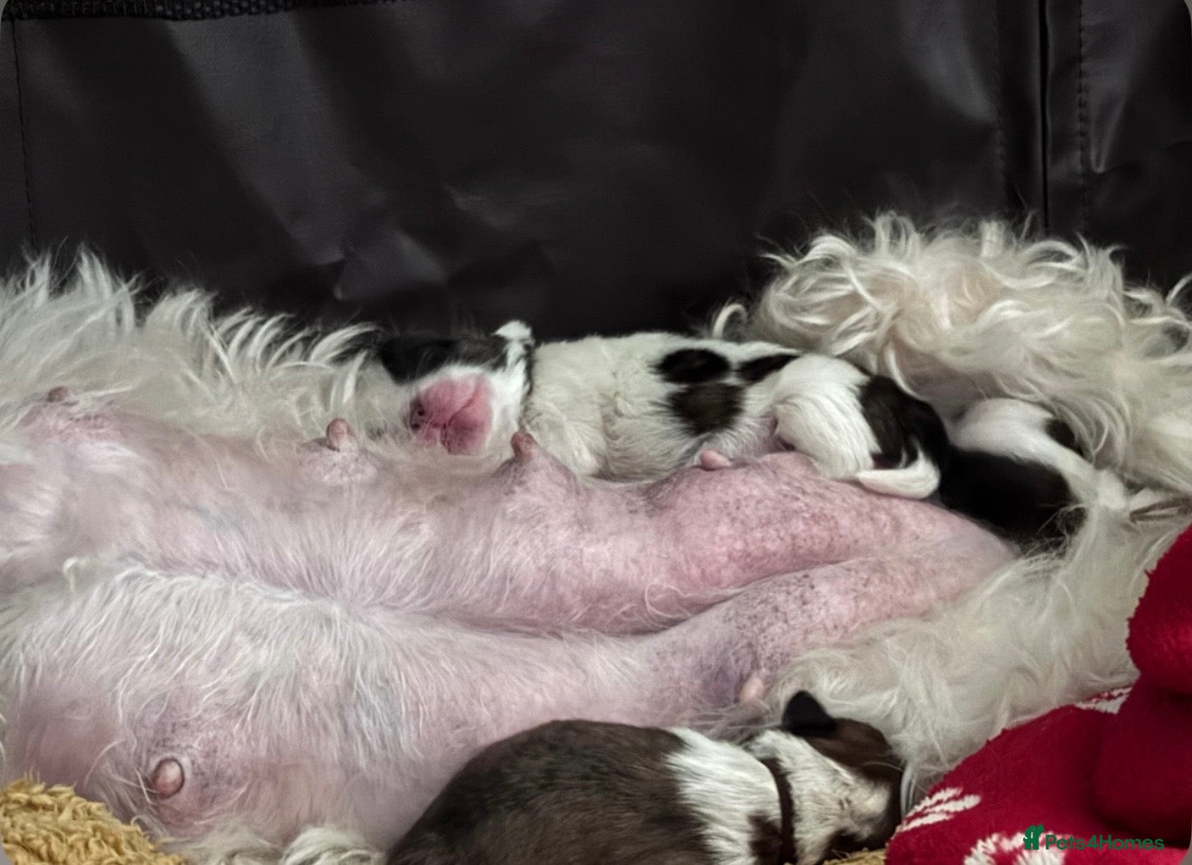 Shih Tzu dogs 4 beautiful puppies for sale  - Advert 6